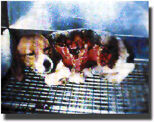 Hund-i-forsoeg.jpg (21256 bytes)