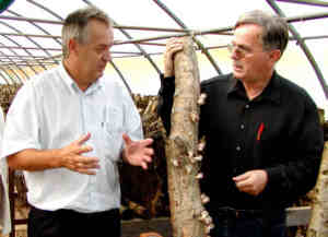 JellesenMusa.jpg (8991 bytes)