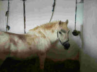 09250004.jpg (4431 bytes)